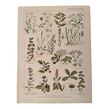 Lithographie plantes médicinales (XXV) Cerfeuil Sauge Melisse - 1920