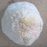 White coral