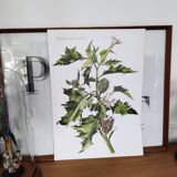 Botanical plates