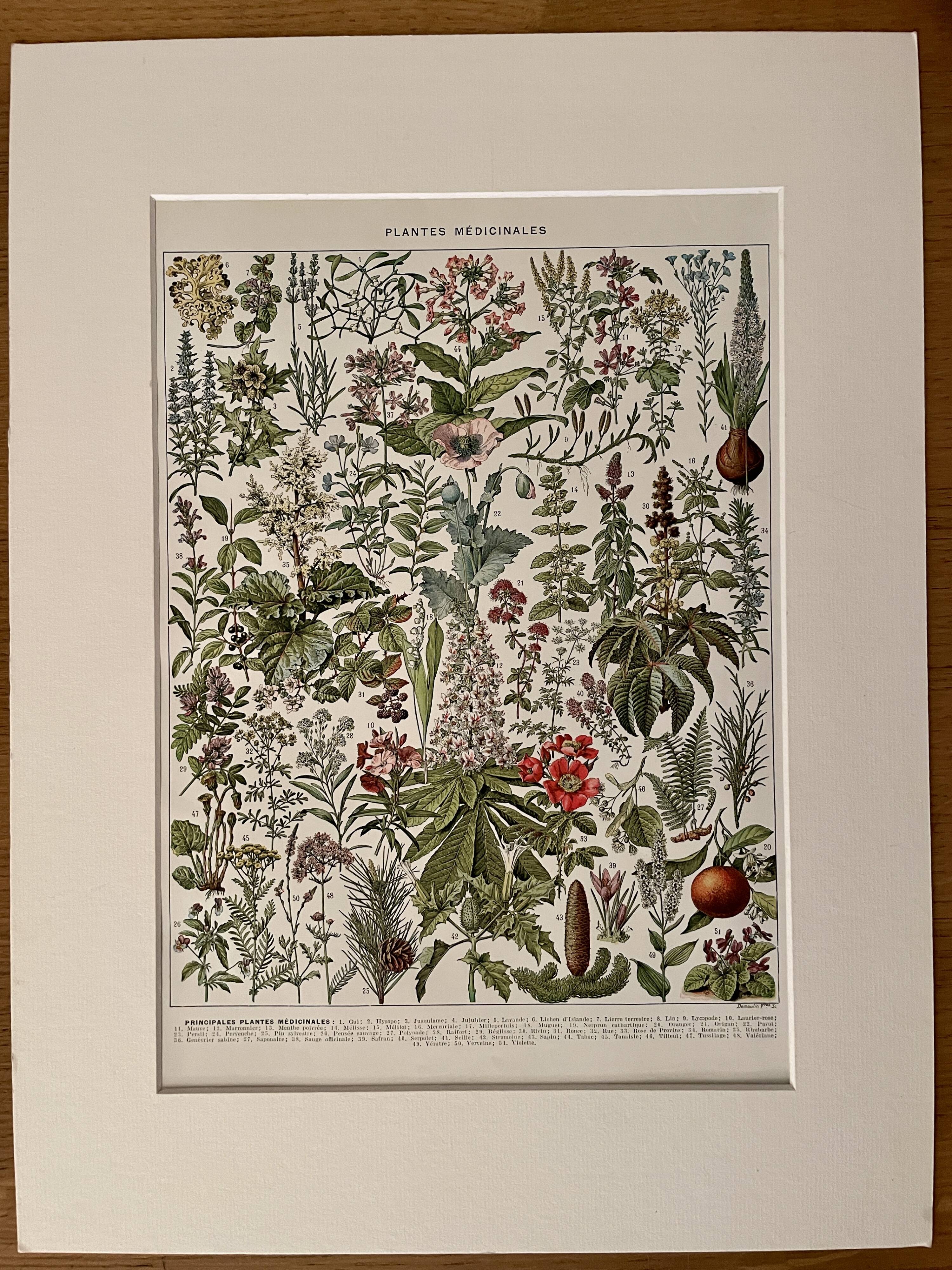 Lithograph on medicinal plants (mistletoe) - 1930