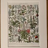 Lithograph on medicinal plants (mistletoe) - 1930