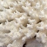 Ancient white coral branch