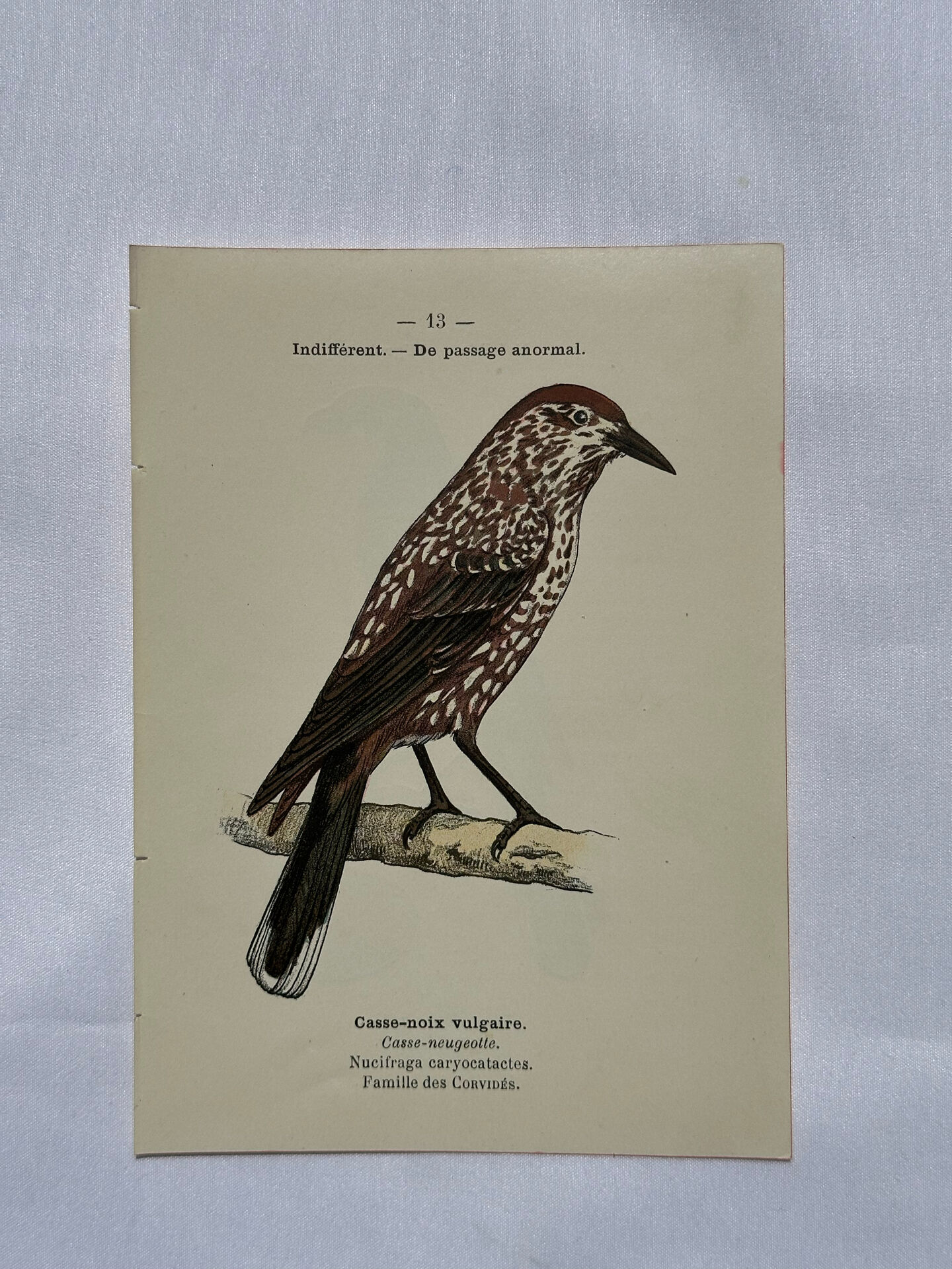 Planche Botanique Gravure oiseaux naturaliste  19eme recto verso  A