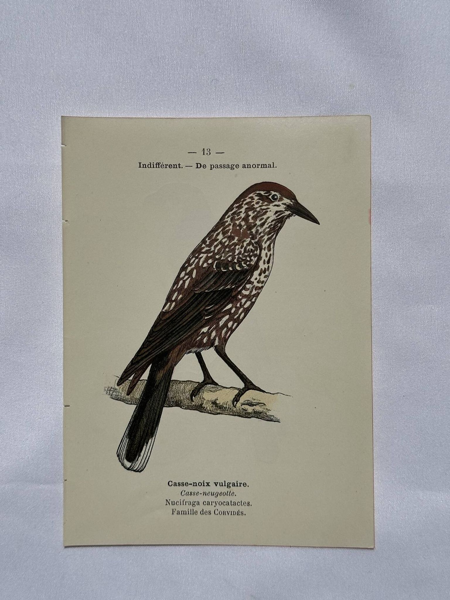 Botanical Plate Engraving of Birds, Naturalist, 19th Century, Double-sided A