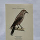 Planche Botanique Gravure oiseaux naturaliste  19eme recto verso  A