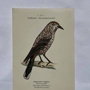 Botanical Plate Engraving of Birds, Naturalist, 19th Century, Double-sided A