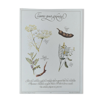 Botanical engraving -Herbal tea to exonerate- Illustration of medicinal plants and herbs
