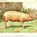 Poster pig boar craonnais
