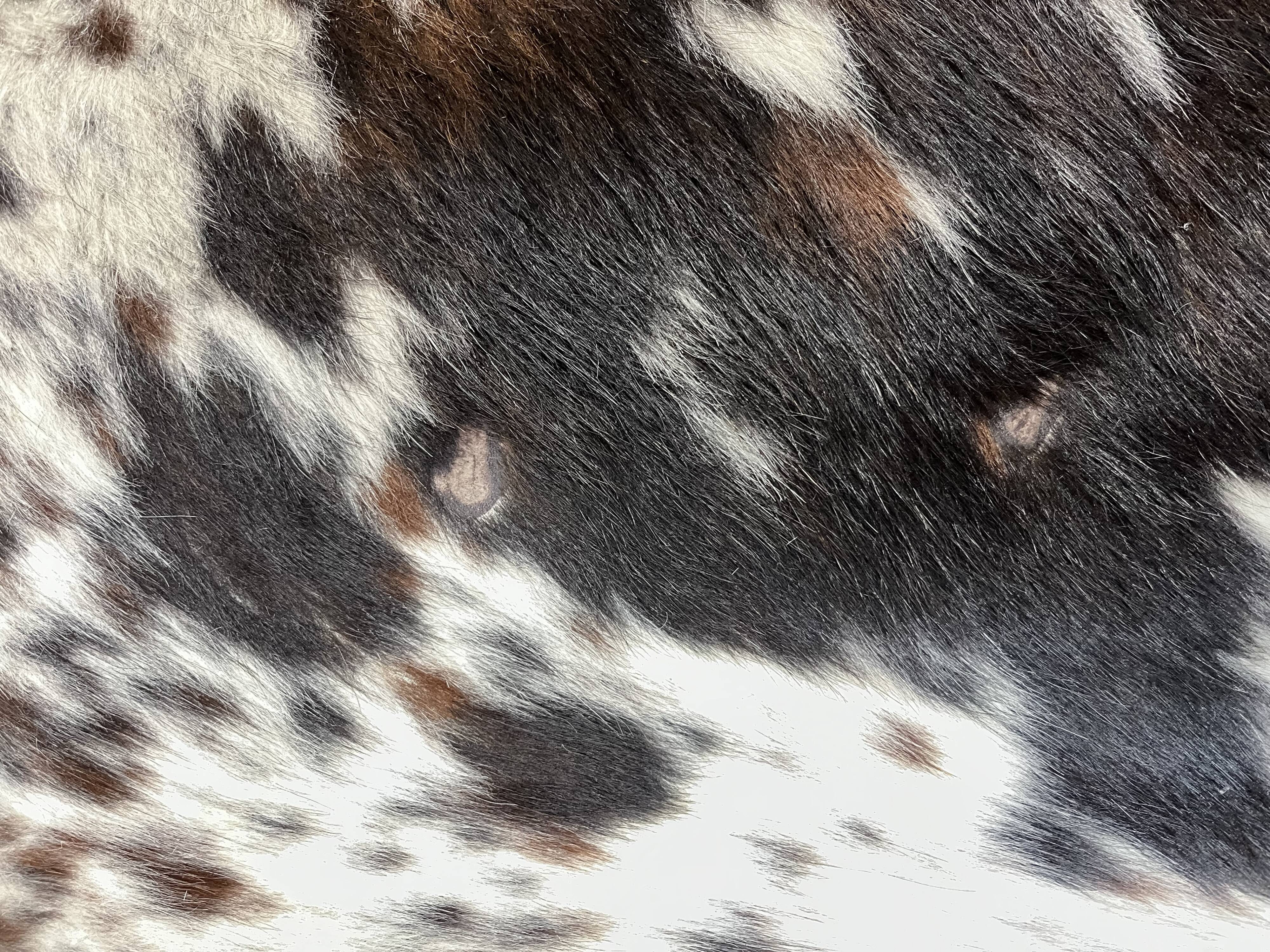 Peau de vache normande ht 240 x 230