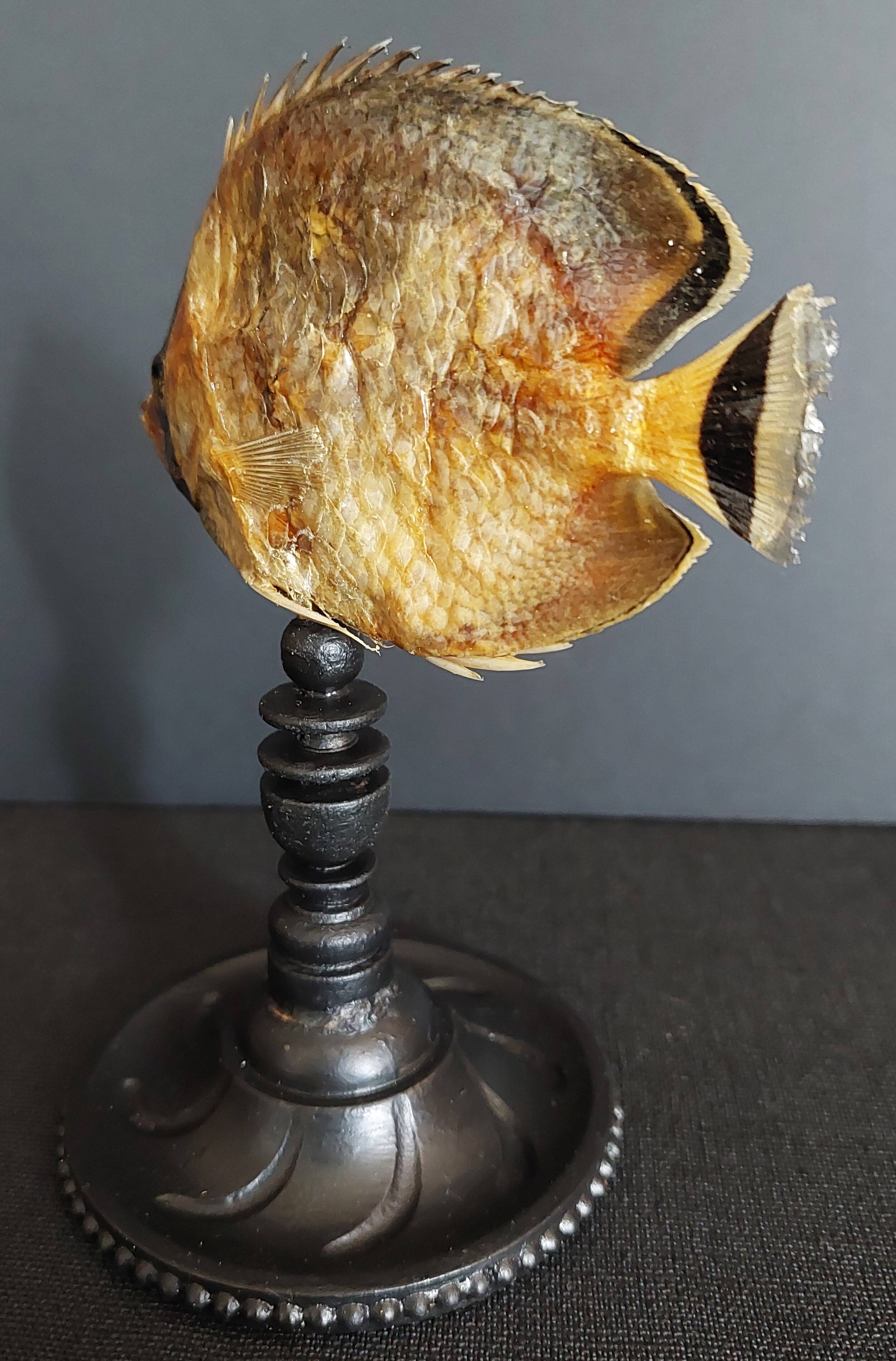 Cabinet de Curiosités poisson papillon sédentaire chaetodon sedentarius