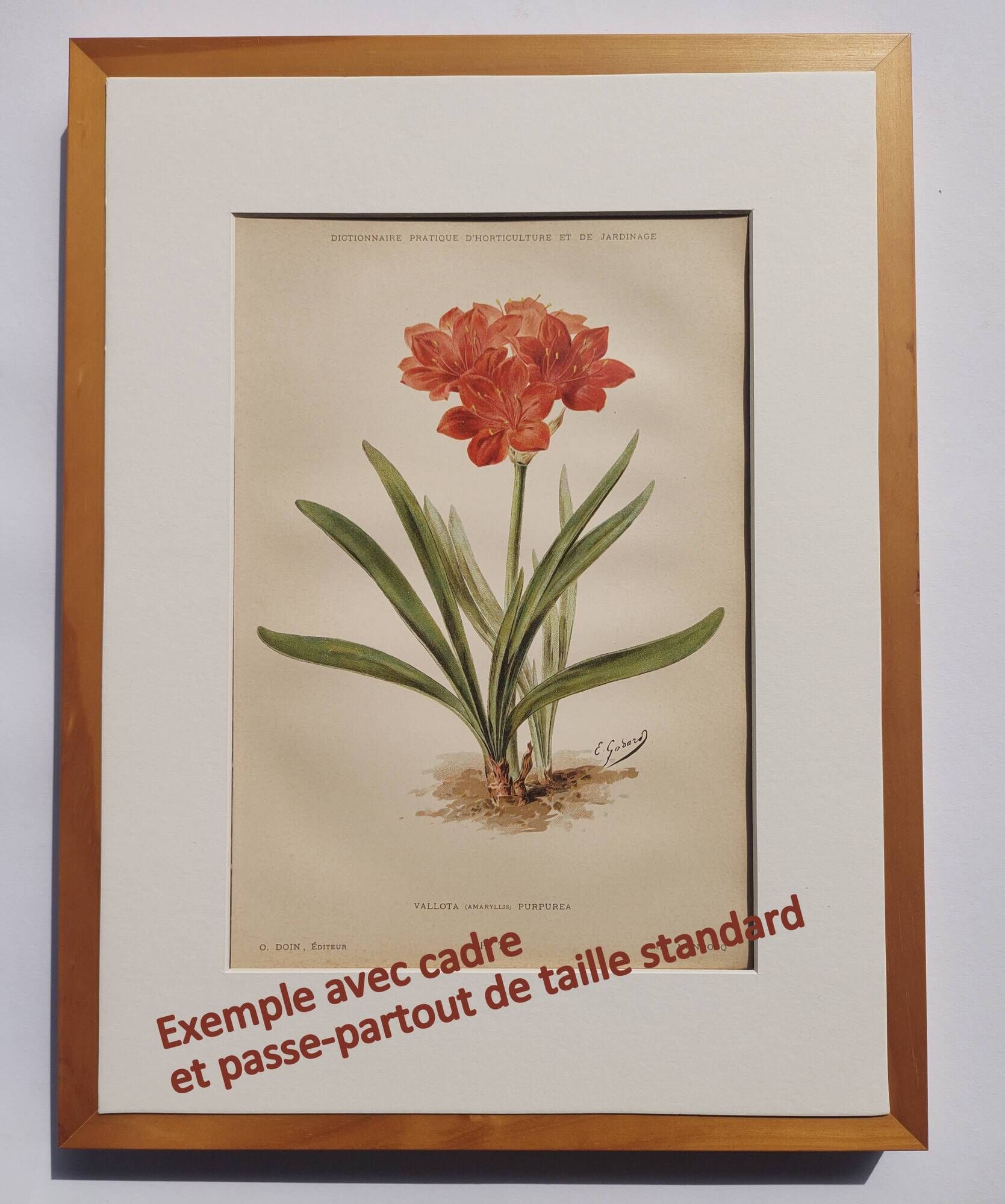Botanical engraving from 1897 - Japanese primrose - original old flower plate by E.Godard