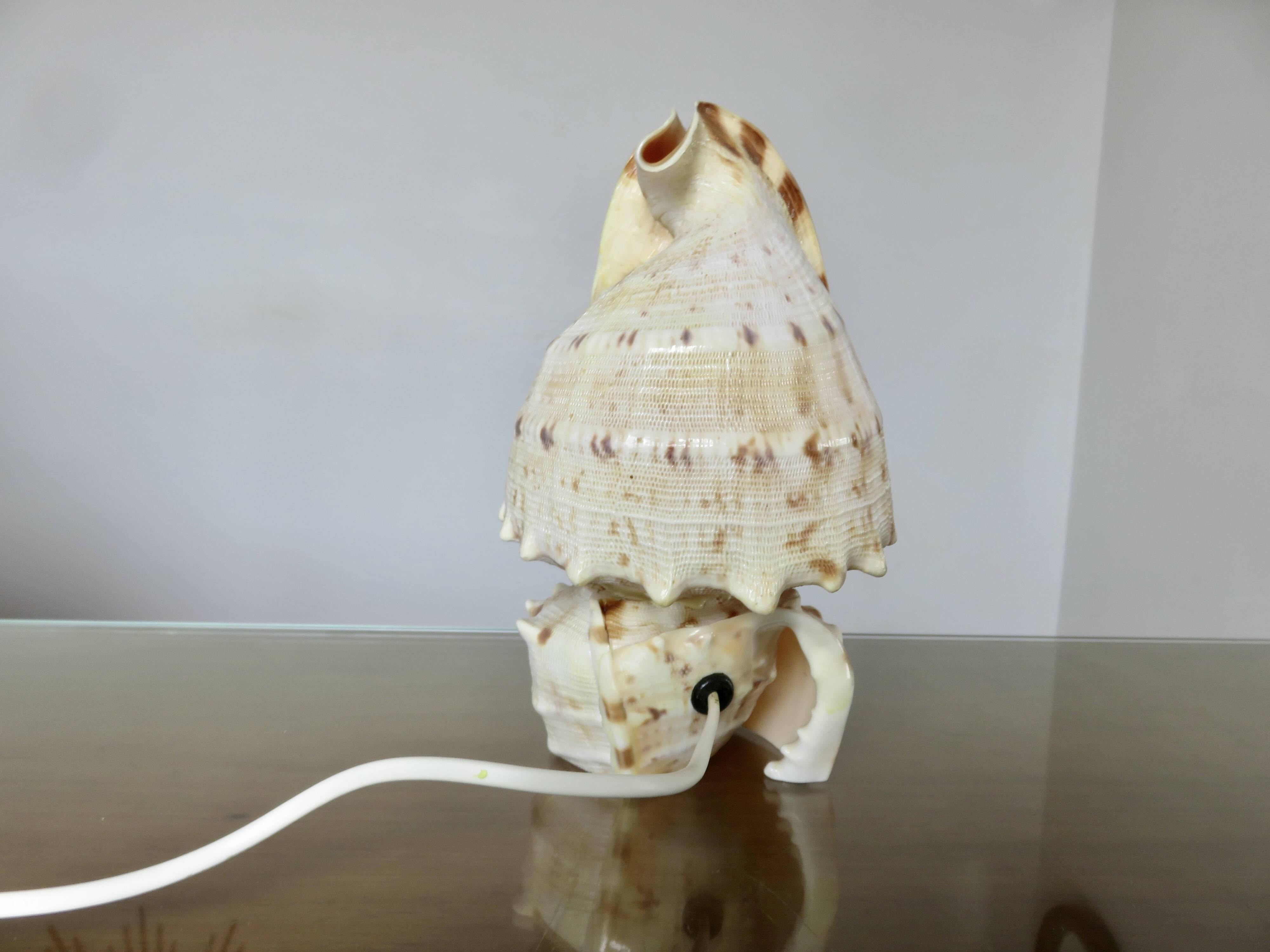 Lampe coquillage "cassis cornita" années 70