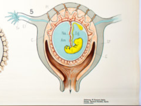 Affiche "Embryon" publié par Gerhard Gembke Berlin
