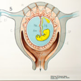 Displays "Embryo" published by Gerhard Gembke Berlin
