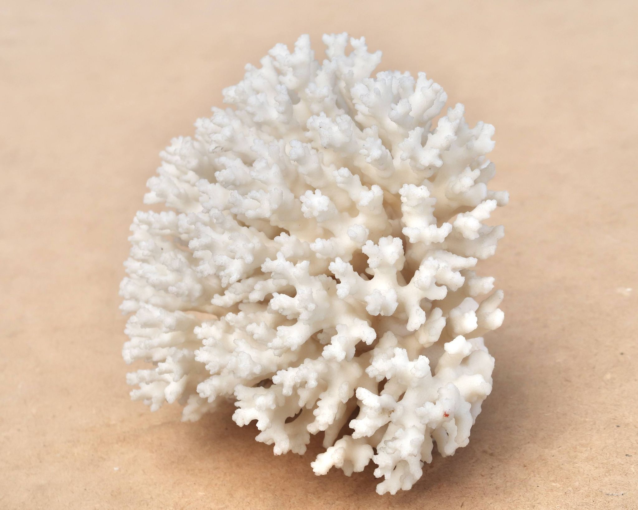 Ancien corail blanc naturel, années 70