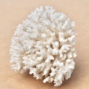 Ancien corail blanc naturel, années 70