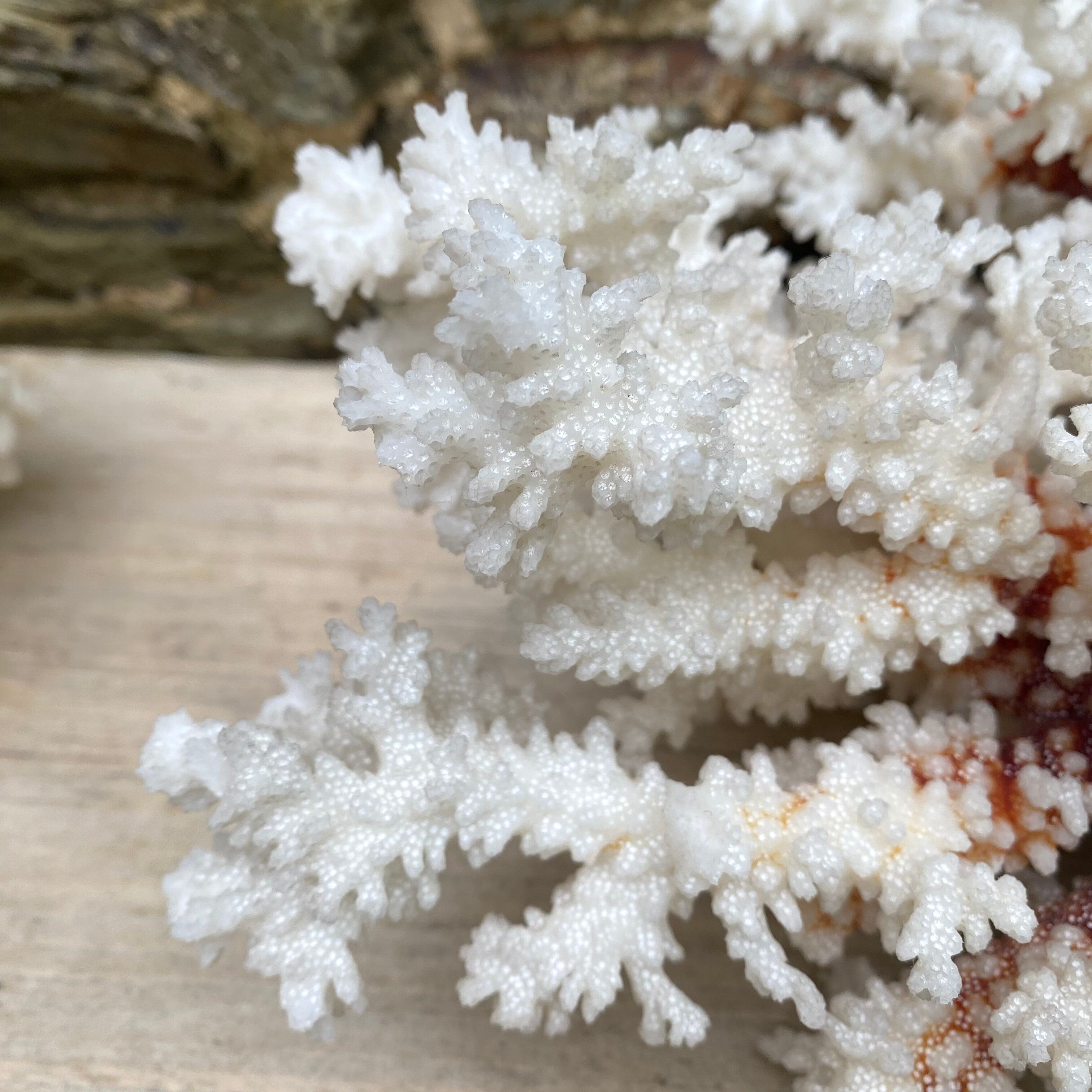Grand corail blanc