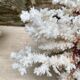 Grand corail blanc