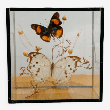 Vintage butterflies under glass