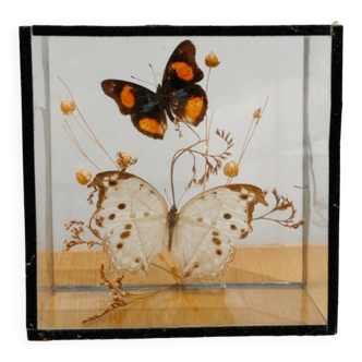 Papillons sous verre vintage