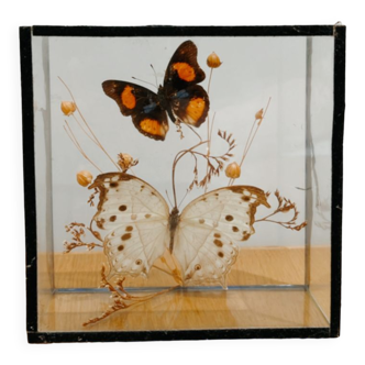Vintage butterflies under glass