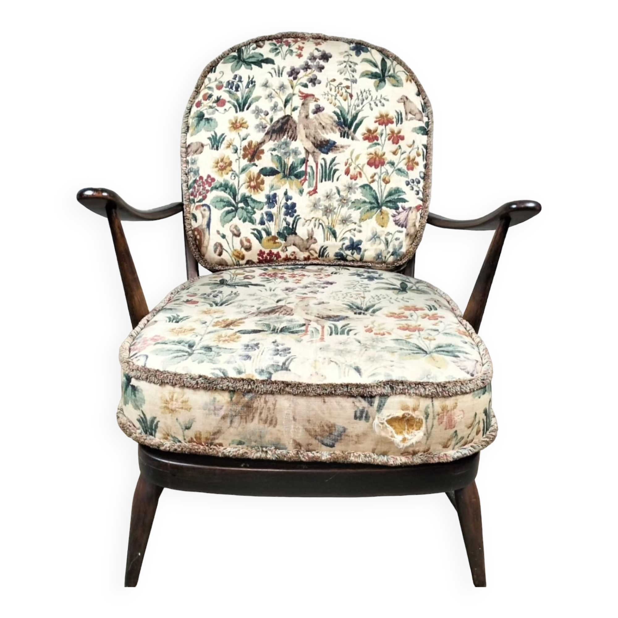 Fixed relax armchair by Luigi Ercolani for Ercol 1950/60