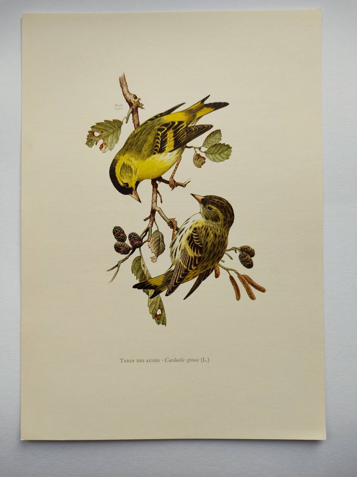 Bird board from the 60s - Siskin of the Aunes - Vintage ornithology and zoology illustration