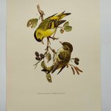 Bird board from the 60s - Siskin of the Aunes - Vintage ornithology and zoology illustration