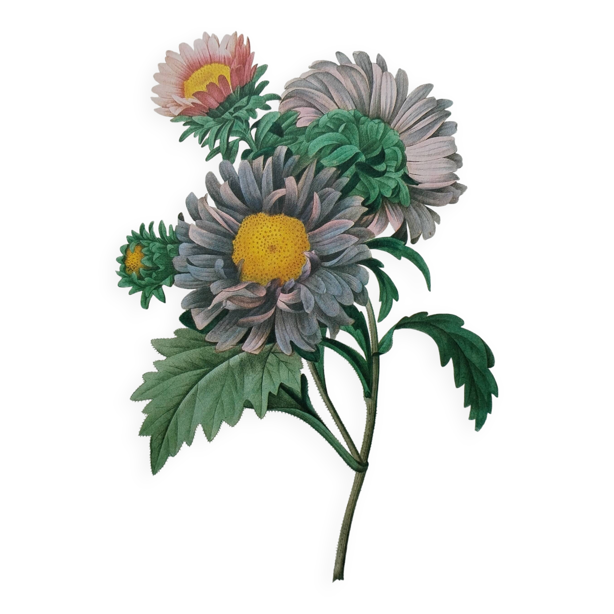 Planche illustrée originale Aster de Chine