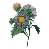 Planche illustrée originale Aster de Chine