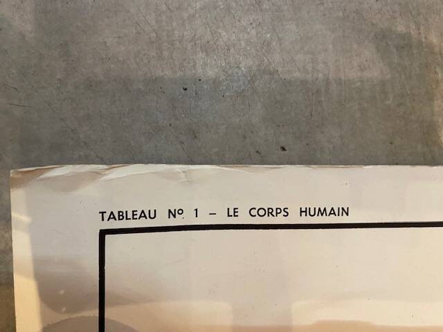 Old educational school poster the human body and muscles table n°1