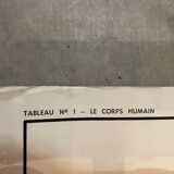 Old educational school poster the human body and muscles table n°1