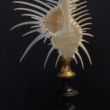 Cabinet of Curiosities shell comb of venus murex triremis on base