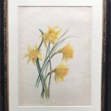 Daffodils, watercolor