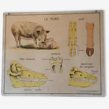 Affiche pédagogique années 60 la vache/ le porc