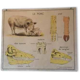 Displays educational 60s cow / pig