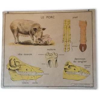 Affiche pédagogique années 60 la vache/ le porc