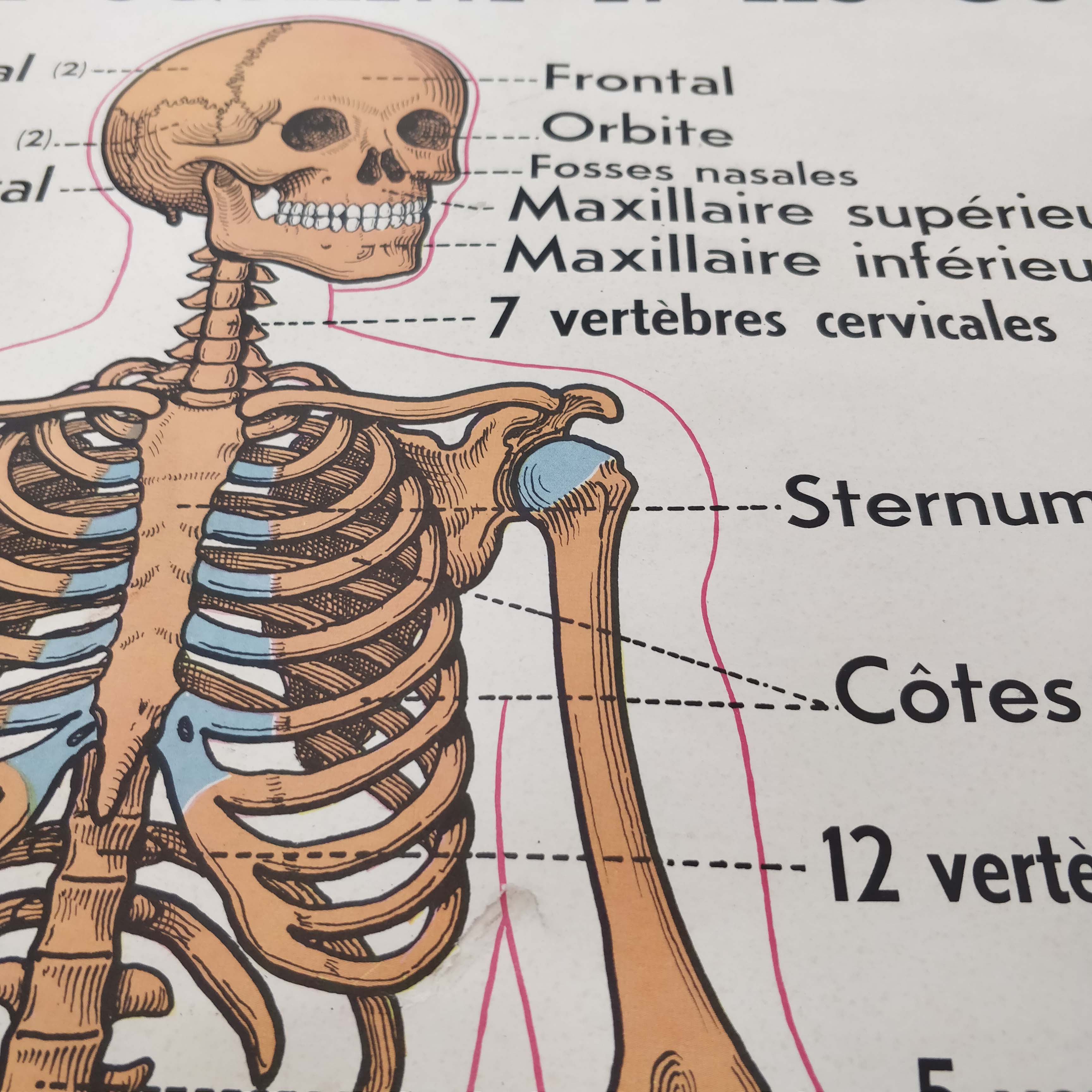 School map and wooden frame MDI Human body
