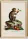 Affiche sur le macaque, d'après une gravure ancienne de 1774.
