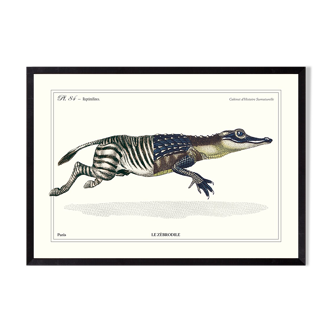 Chimera lithograph animal engraving, the zebrodile