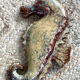 Ceramic wall seahorse