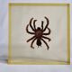 Inclusion of vintage naturalist, tarantula in taxidermy