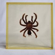 Inclusion of vintage naturalist, tarantula in taxidermy