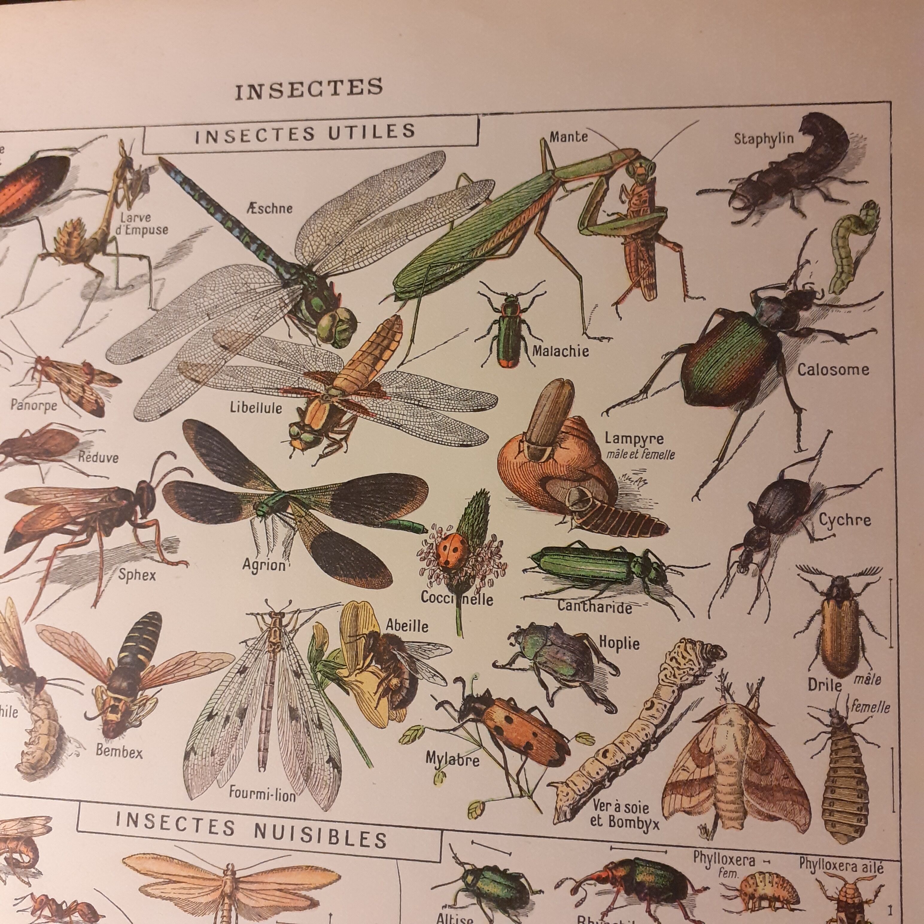 Lithographie sur les insectes de 1922