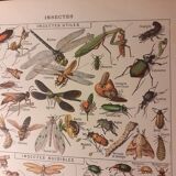 Lithographie sur les insectes de 1922