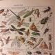 Lithographie sur les insectes de 1922