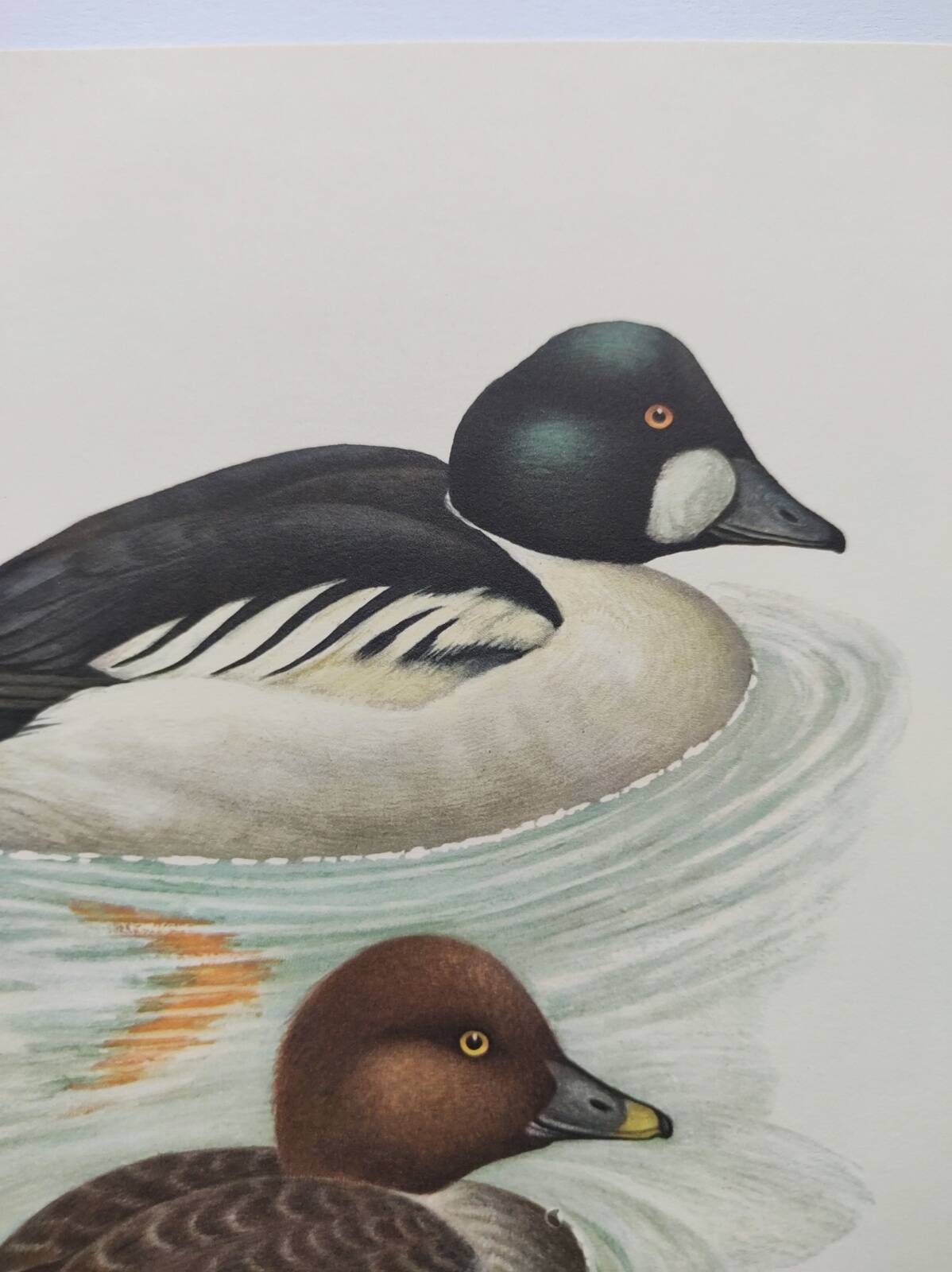 Ornithological board 60s - Goldeneye - Vintage bird illustration