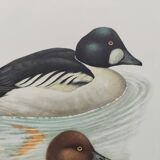 Ornithological board 60s - Goldeneye - Vintage bird illustration