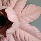 Vintage pink flower wall light