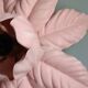Vintage pink flower wall light